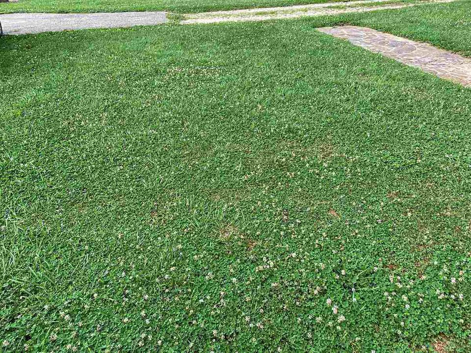 Image of Lawn free of clover after Adios clover killer