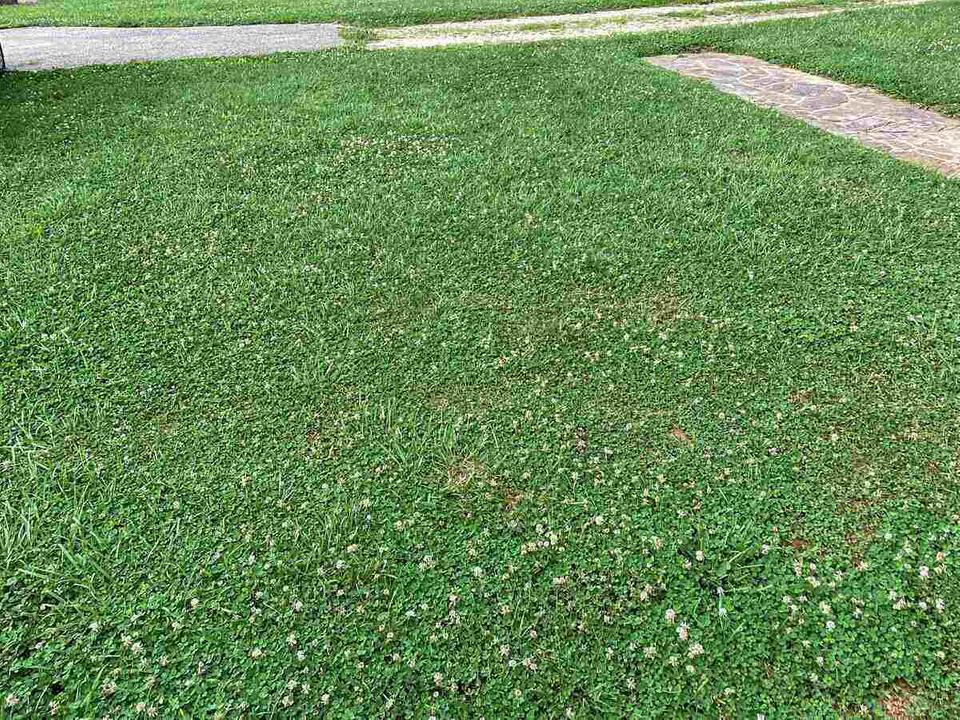 Killing clover with vinegar discount