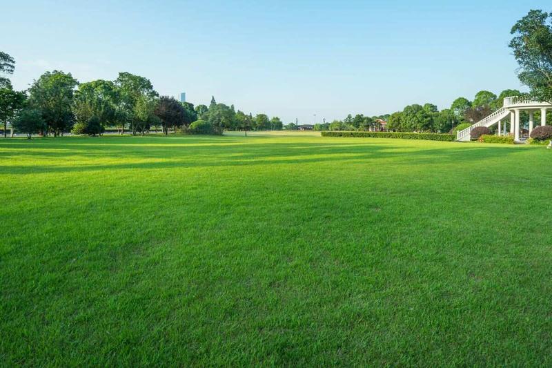 6 Best Grass Types for Los Angeles Wikilawn