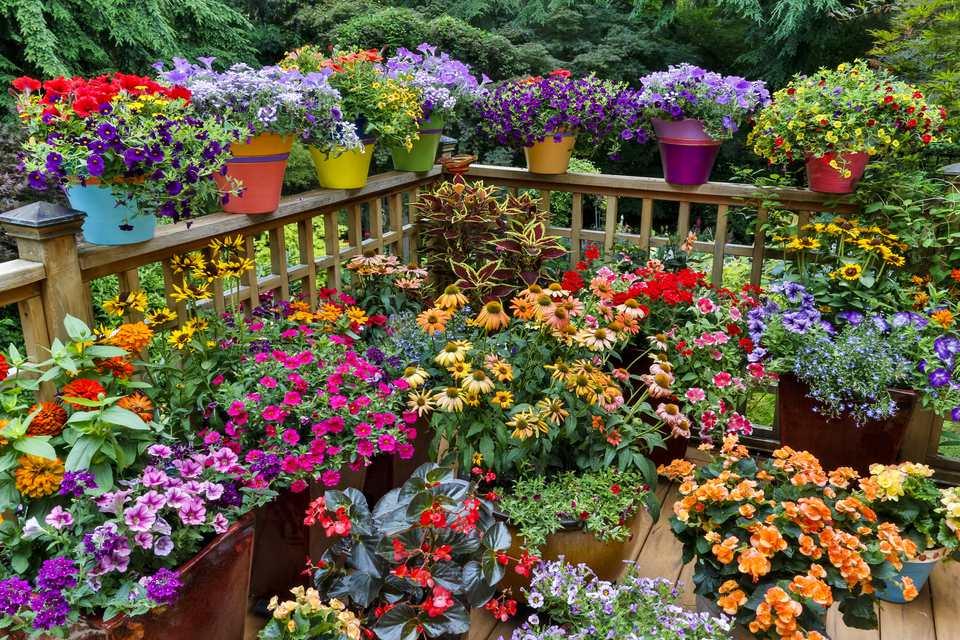 Easy Container Gardening, Maryland Native Plants For Landscaping