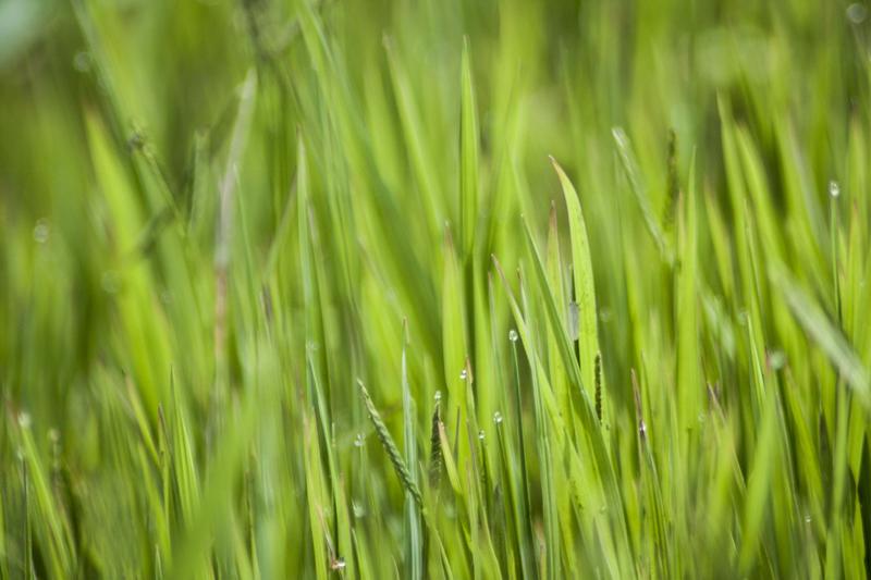 The 5 Popular Grass Types in Austin, TX Wikilawn
