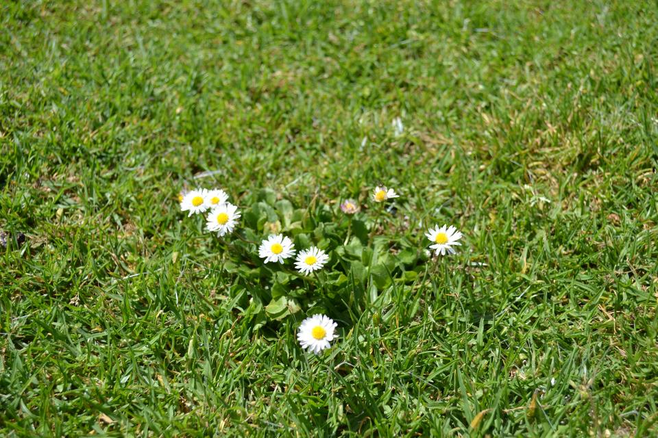 Dealing with Weeds: Common Daisies