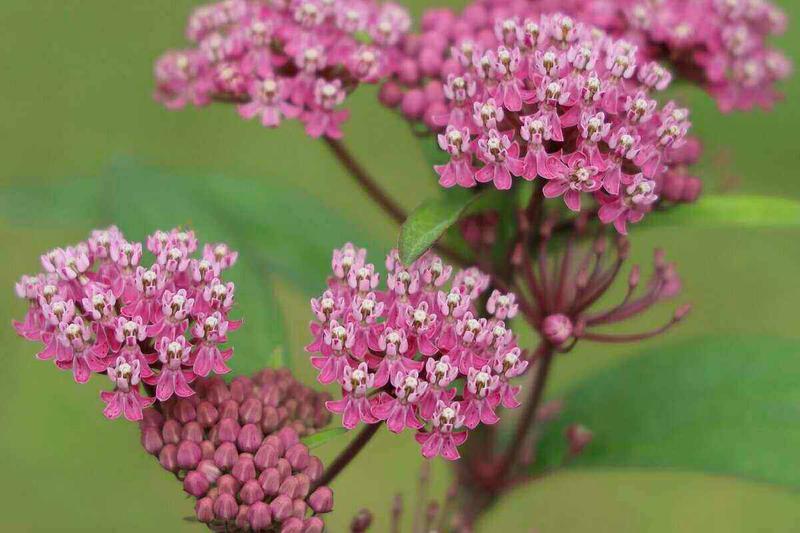 16 Native Plants That Will Transform Your Missouri Yard Wikilawn