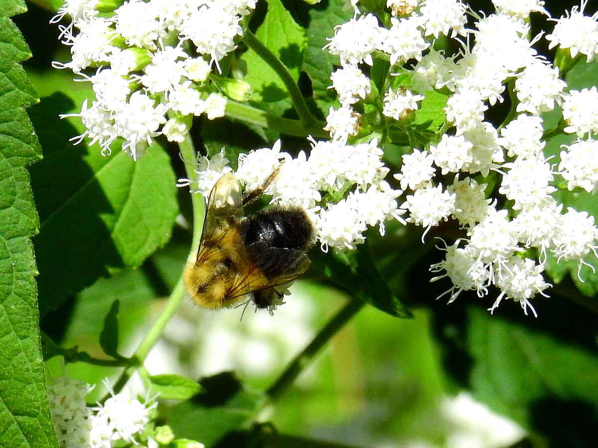 8 Best Native Plants for Oklahoma Wikilawn