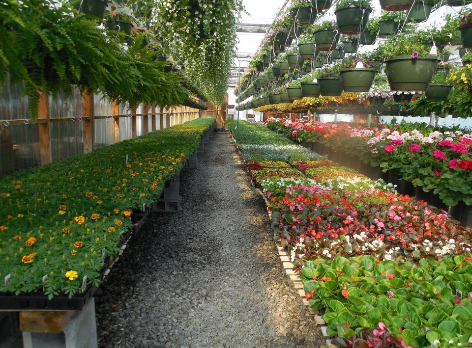 Fungus Gnats in Houseplants - Backbone Valley Nursery