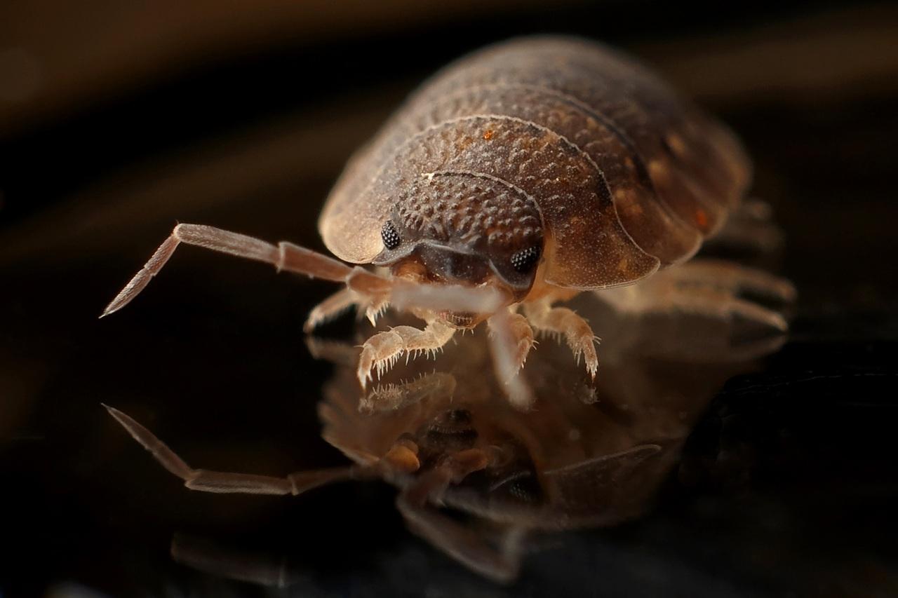Can Bed Bugs Live Outside In Your Lawn? Wikilawn