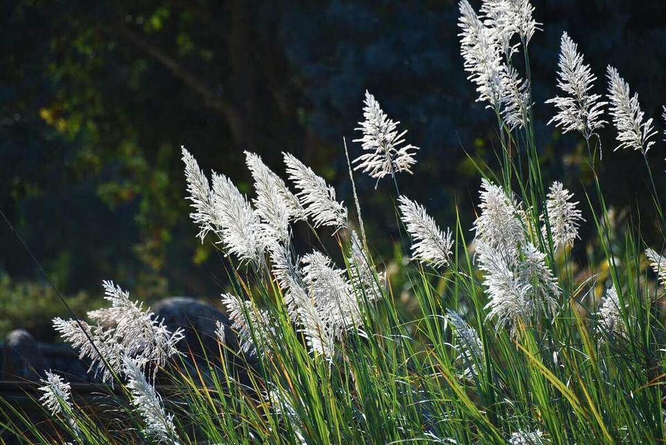 Small Pampas Grass - Light Pink (15 stems) – For Love Of Pampas