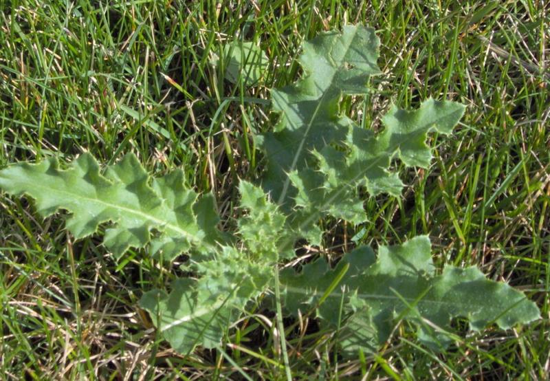 Common Weeds and Lawn Diseases in San Antonio, TX Wikilawn