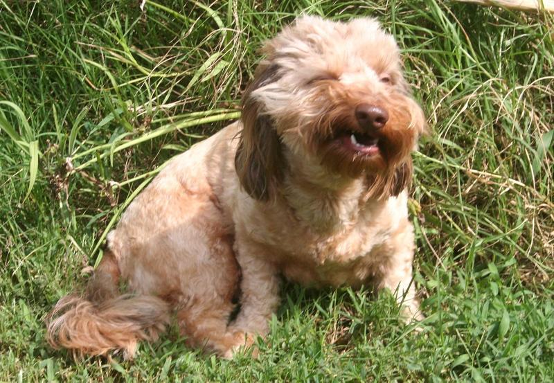 Image showcasing Diagnosing, Treating Grass Allergies in Dogs | Wikilawn