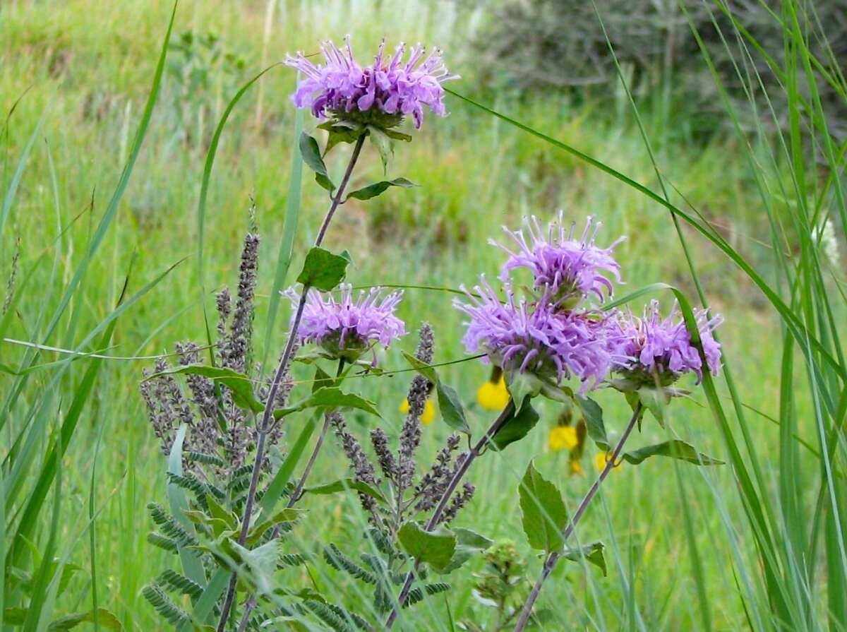 8 Best Native Plants for Colorado Springs Wikilawn