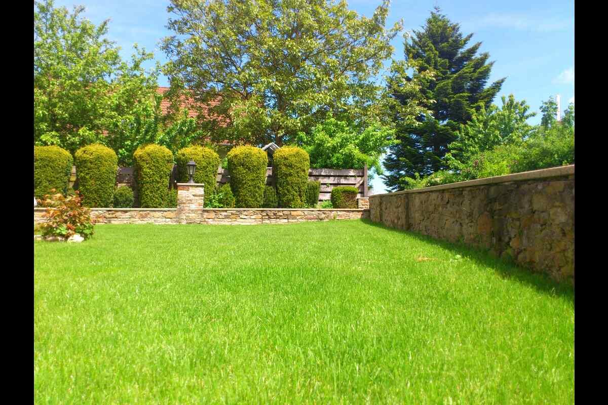 8 Best Grass Types for Raleigh, NC Wikilawn