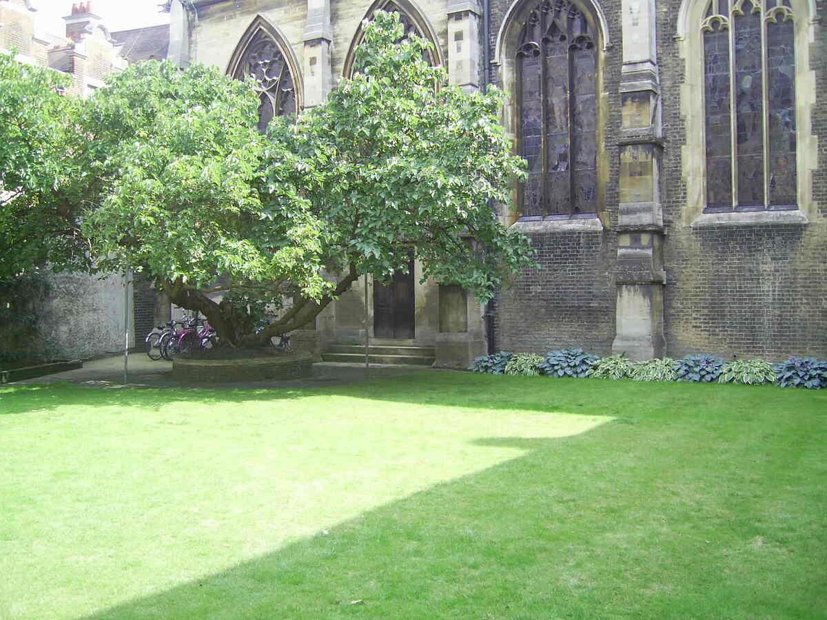 6 Best Grass Types for Corpus Christi, TX Wikilawn