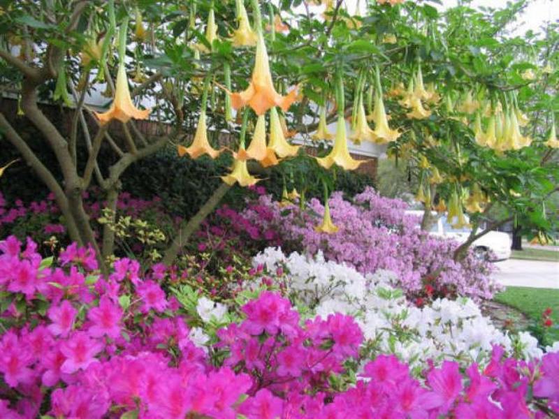 Native Plants for Houston Landscapes Wikilawn