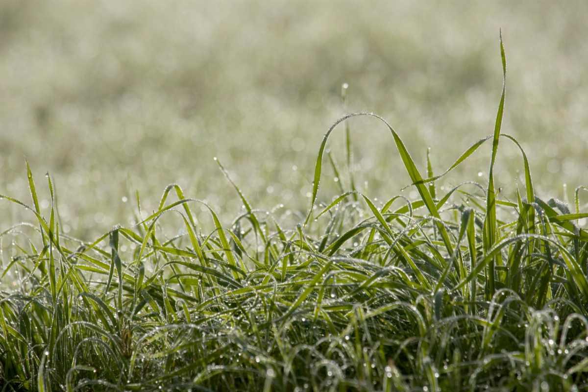 Guide to CoolSeason Grasses Wikilawn