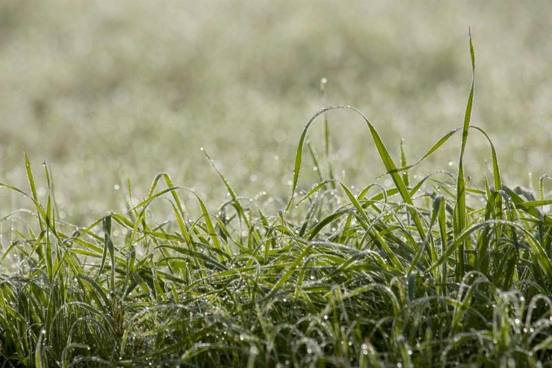 Guide to CoolSeason Grasses Wikilawn