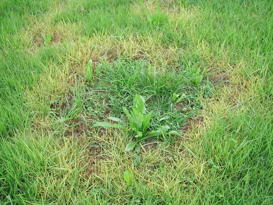 How To Treat 5 Common Lawn Diseases Wikilawn