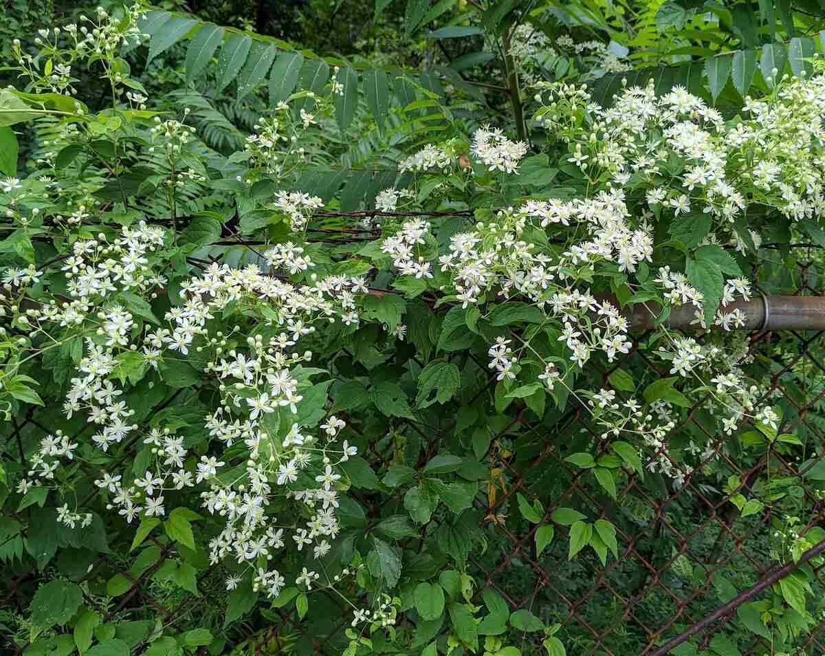 10 Best Native Plants for Michigan Wikilawn