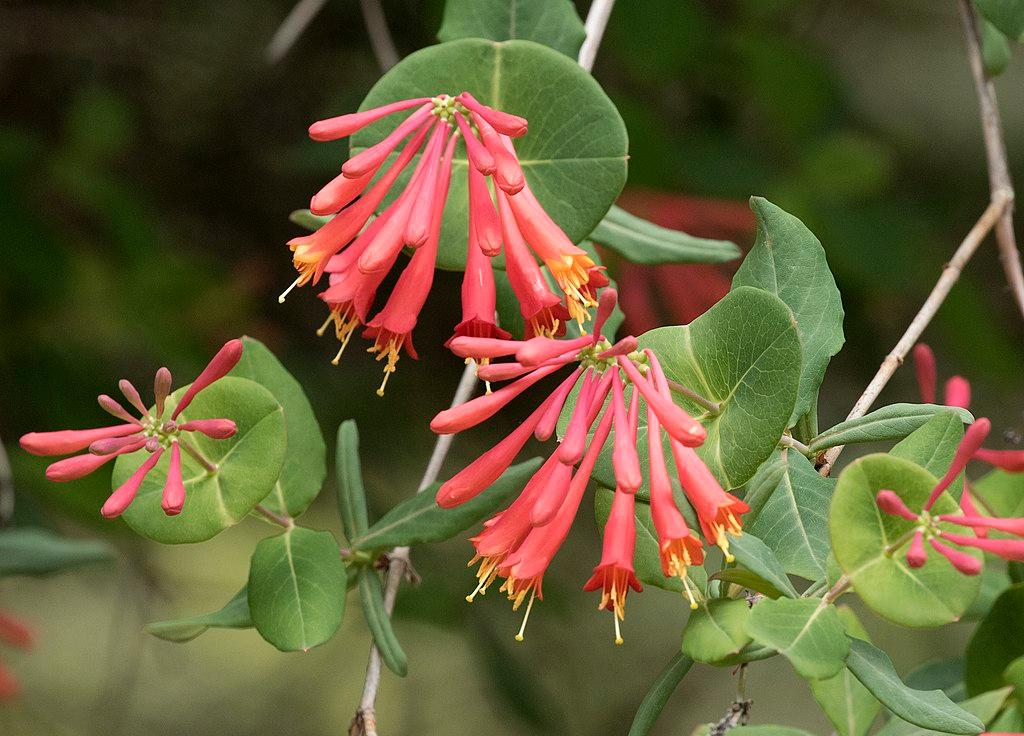 10 Best Native Plants for Richmond, VA Wikilawn