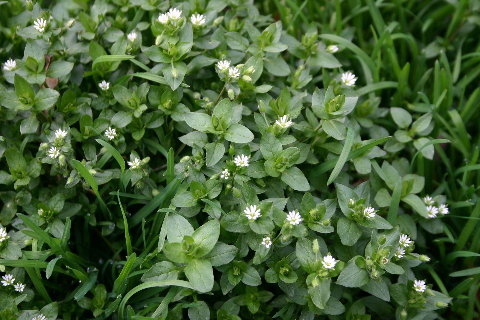 The Worst Weeds in Your San Antonio Lawn | Wikilawn