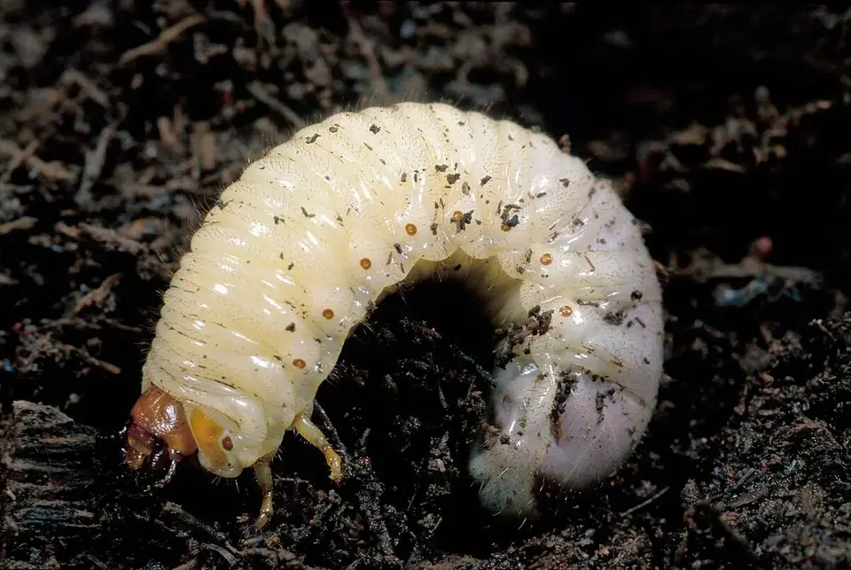 An image of Grubs (Beetle Larvae) - one of the commonly found bugs in grass