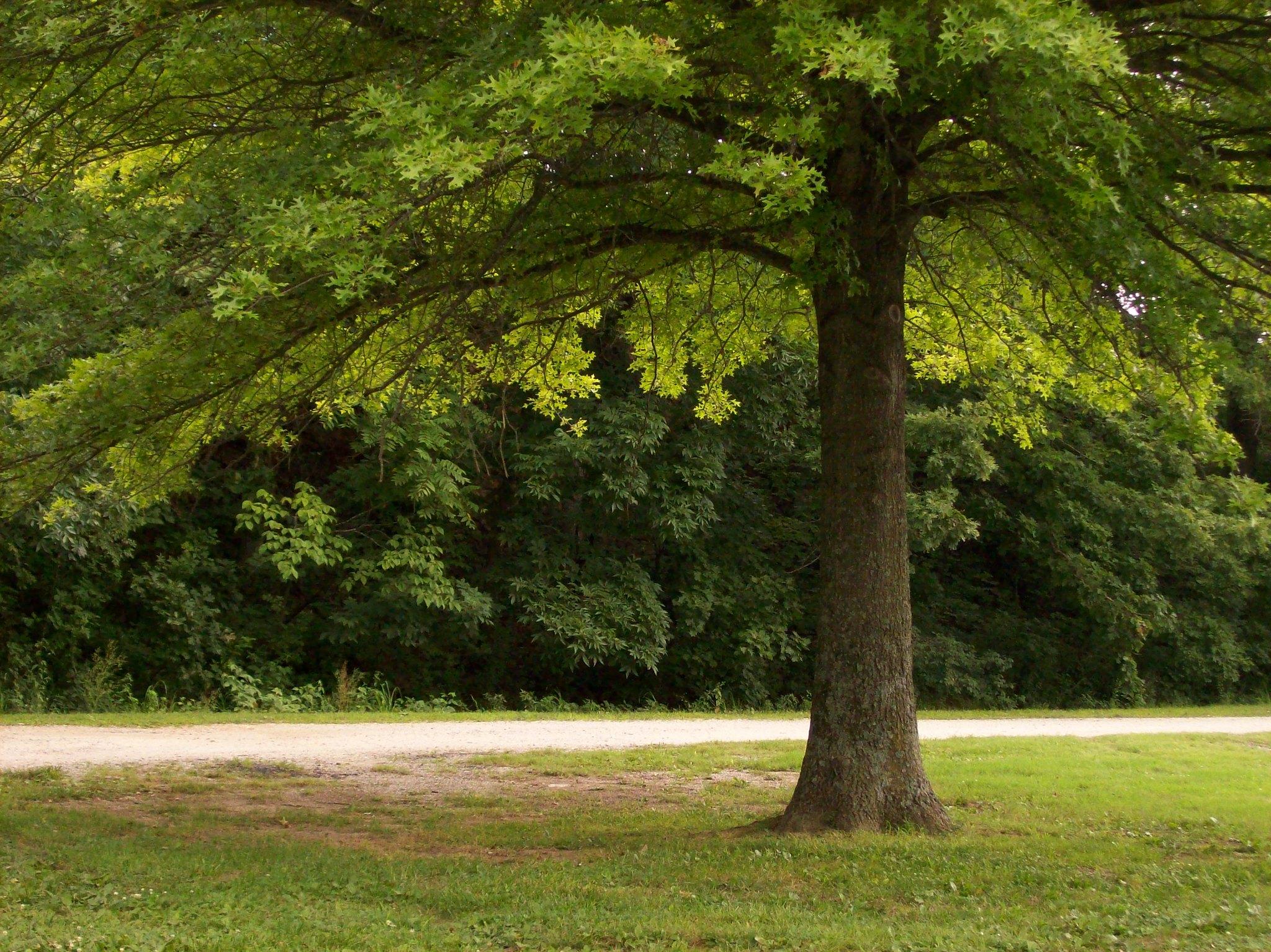 How to Grow Grass in Shade Wikilawn