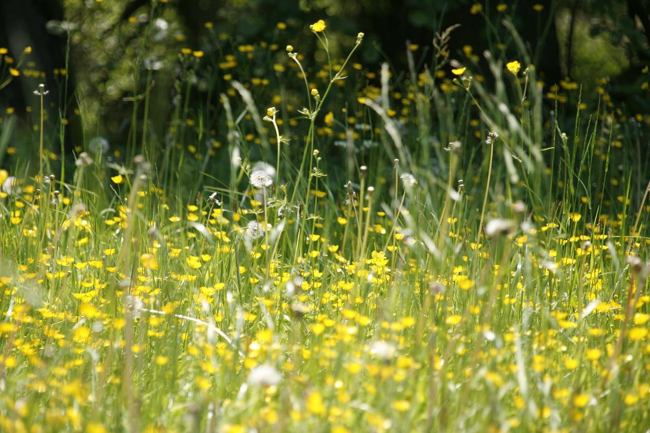 Grass Allergies: The Causes and Cures | Wikilawn