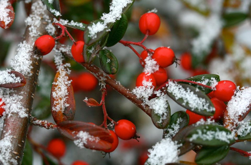 14 Winter Flowers and Plants to Color Your Garden