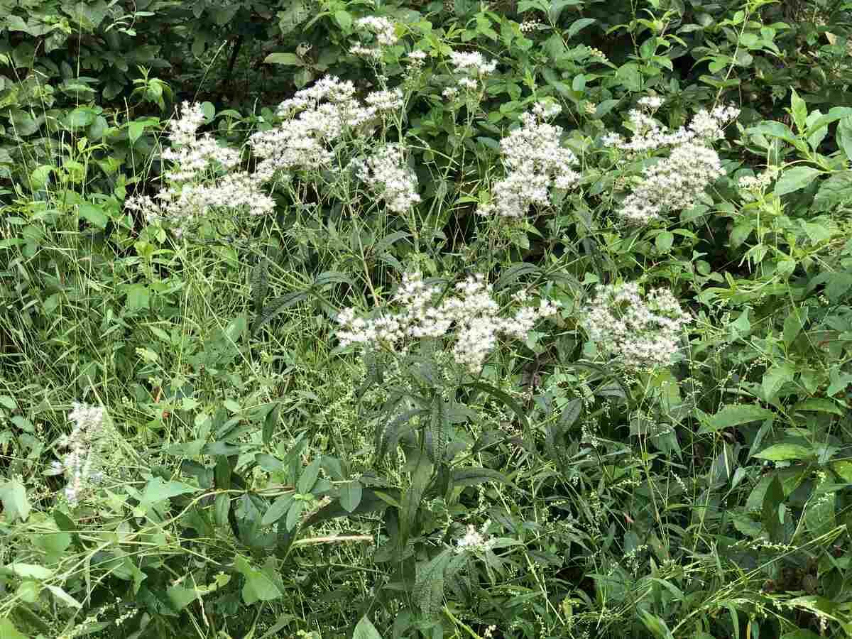 9 Best Native Plants for Grand Rapids, MI Wikilawn
