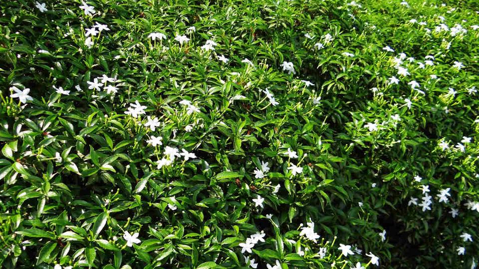 25 Different Types of Jasmine Flowers Across The World