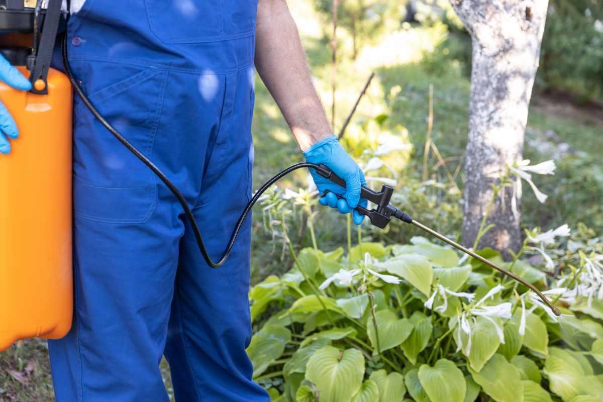 How and When to Apply PostEmergent Herbicides Wikilawn