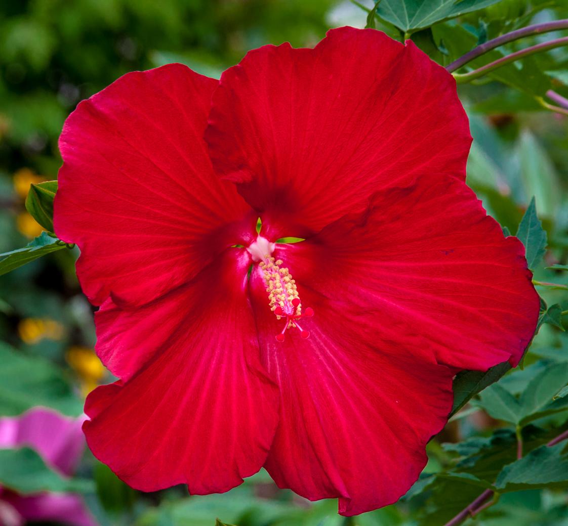 Native Plants for Richmond, Va. Wikilawn