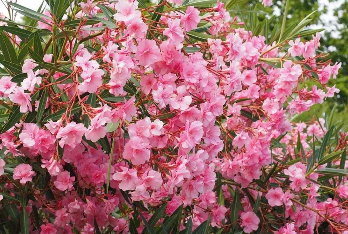 15 Best Trees for Las Vegas Landscapes Wikilawn