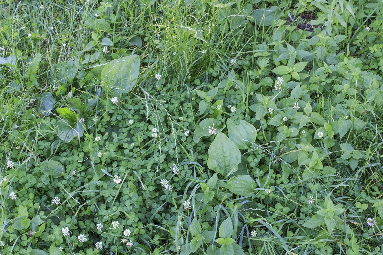 The Definitive Guide to Identifying Common Lawn Weeds | Wikilawn